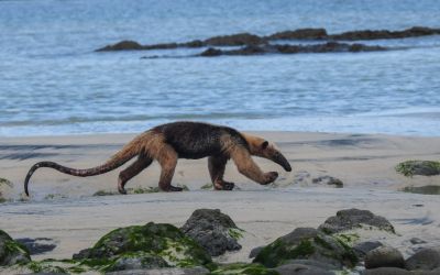 Reserva Natural Absoluta Cabo Blanco