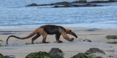 Reserva Natural Absoluta Cabo Blanco