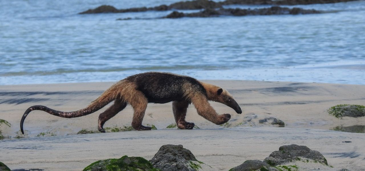 Reserva Natural Absoluta Cabo Blanco