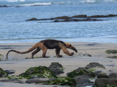 Reserva Natural Absoluta Cabo Blanco
